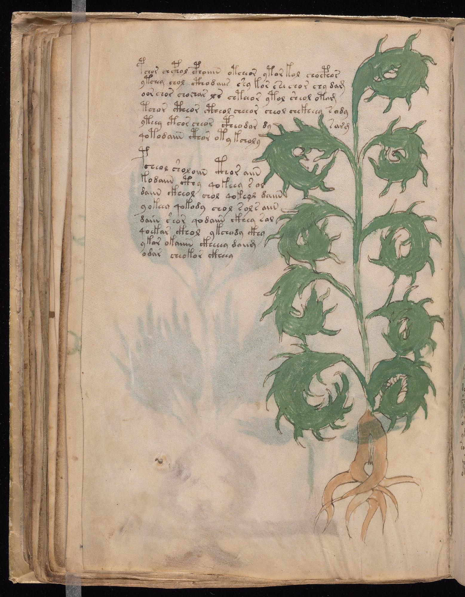 Voynich Manuscript folio f52v — Beinecke MS 408